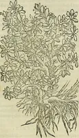 Picture 238 of 711 from Petri Andreae Matthioli Senensis serenissimi Principis Ferdinandi Archiducis Austriae & c., Medici, Commentarii secundo aucti : in libros sex Pedacii Dioscoridis Anazarbei de medica materia. Adiectis quàm plurimis plantarum, & animalium imaginibus quae in priore editione non habentur, eodem authore : his accessit eiusdem apologia adversus Amathum Lusitanum cum censura in eiusdem enarrationes (1558), leaf 382