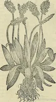 An illustration from Petri Andreae Matthioli Senensis serenissimi Principis Ferdinandi Archiducis Austriae & c., Medici, Commentarii secundo aucti : in libros sex Pedacii Dioscoridis Anazarbei de medica materia. Adiectis quàm plurimis plantarum, & animalium imaginibus quae in priore editione non habentur, eodem authore : his accessit eiusdem apologia adversus Amathum Lusitanum cum censura in eiusdem enarrationes (1558)