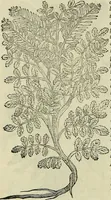Picture 242 of 711 from Petri Andreae Matthioli Senensis serenissimi Principis Ferdinandi Archiducis Austriae & c., Medici, Commentarii secundo aucti : in libros sex Pedacii Dioscoridis Anazarbei de medica materia. Adiectis quàm plurimis plantarum, & animalium imaginibus quae in priore editione non habentur, eodem authore : his accessit eiusdem apologia adversus Amathum Lusitanum cum censura in eiusdem enarrationes (1558), leaf 385