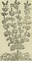 Picture 243 of 711 from Petri Andreae Matthioli Senensis serenissimi Principis Ferdinandi Archiducis Austriae & c., Medici, Commentarii secundo aucti : in libros sex Pedacii Dioscoridis Anazarbei de medica materia. Adiectis quàm plurimis plantarum, & animalium imaginibus quae in priore editione non habentur, eodem authore : his accessit eiusdem apologia adversus Amathum Lusitanum cum censura in eiusdem enarrationes (1558), leaf 385