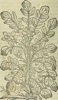 An illustration from Petri Andreae Matthioli Senensis serenissimi Principis Ferdinandi Archiducis Austriae & c., Medici, Commentarii secundo aucti : in libros sex Pedacii Dioscoridis Anazarbei de medica materia. Adiectis quàm plurimis plantarum, & animalium imaginibus quae in priore editione non habentur, eodem authore : his accessit eiusdem apologia adversus Amathum Lusitanum cum censura in eiusdem enarrationes (1558)