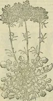 An illustration from Petri Andreae Matthioli Senensis serenissimi Principis Ferdinandi Archiducis Austriae & c., Medici, Commentarii secundo aucti : in libros sex Pedacii Dioscoridis Anazarbei de medica materia. Adiectis quàm plurimis plantarum, & animalium imaginibus quae in priore editione non habentur, eodem authore : his accessit eiusdem apologia adversus Amathum Lusitanum cum censura in eiusdem enarrationes (1558)