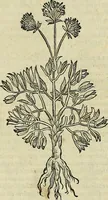 Picture 246 of 711 from Petri Andreae Matthioli Senensis serenissimi Principis Ferdinandi Archiducis Austriae & c., Medici, Commentarii secundo aucti : in libros sex Pedacii Dioscoridis Anazarbei de medica materia. Adiectis quàm plurimis plantarum, & animalium imaginibus quae in priore editione non habentur, eodem authore : his accessit eiusdem apologia adversus Amathum Lusitanum cum censura in eiusdem enarrationes (1558), leaf 387