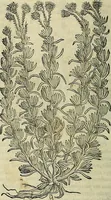 Picture 247 of 711 from Petri Andreae Matthioli Senensis serenissimi Principis Ferdinandi Archiducis Austriae & c., Medici, Commentarii secundo aucti : in libros sex Pedacii Dioscoridis Anazarbei de medica materia. Adiectis quàm plurimis plantarum, & animalium imaginibus quae in priore editione non habentur, eodem authore : his accessit eiusdem apologia adversus Amathum Lusitanum cum censura in eiusdem enarrationes (1558), leaf 387