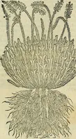 An illustration from Petri Andreae Matthioli Senensis serenissimi Principis Ferdinandi Archiducis Austriae & c., Medici, Commentarii secundo aucti : in libros sex Pedacii Dioscoridis Anazarbei de medica materia. Adiectis quàm plurimis plantarum, & animalium imaginibus quae in priore editione non habentur, eodem authore : his accessit eiusdem apologia adversus Amathum Lusitanum cum censura in eiusdem enarrationes (1558)