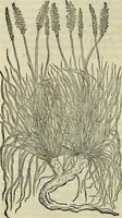 An illustration from Petri Andreae Matthioli Senensis serenissimi Principis Ferdinandi Archiducis Austriae & c., Medici, Commentarii secundo aucti : in libros sex Pedacii Dioscoridis Anazarbei de medica materia. Adiectis quàm plurimis plantarum, & animalium imaginibus quae in priore editione non habentur, eodem authore : his accessit eiusdem apologia adversus Amathum Lusitanum cum censura in eiusdem enarrationes (1558)