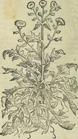 An illustration from Petri Andreae Matthioli Senensis serenissimi Principis Ferdinandi Archiducis Austriae & c., Medici, Commentarii secundo aucti : in libros sex Pedacii Dioscoridis Anazarbei de medica materia. Adiectis quàm plurimis plantarum, & animalium imaginibus quae in priore editione non habentur, eodem authore : his accessit eiusdem apologia adversus Amathum Lusitanum cum censura in eiusdem enarrationes (1558)