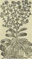 An illustration from Petri Andreae Matthioli Senensis serenissimi Principis Ferdinandi Archiducis Austriae & c., Medici, Commentarii secundo aucti : in libros sex Pedacii Dioscoridis Anazarbei de medica materia. Adiectis quàm plurimis plantarum, & animalium imaginibus quae in priore editione non habentur, eodem authore : his accessit eiusdem apologia adversus Amathum Lusitanum cum censura in eiusdem enarrationes (1558)