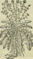 An illustration from Petri Andreae Matthioli Senensis serenissimi Principis Ferdinandi Archiducis Austriae & c., Medici, Commentarii secundo aucti : in libros sex Pedacii Dioscoridis Anazarbei de medica materia. Adiectis quàm plurimis plantarum, & animalium imaginibus quae in priore editione non habentur, eodem authore : his accessit eiusdem apologia adversus Amathum Lusitanum cum censura in eiusdem enarrationes (1558)