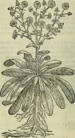 Picture 255 of 711 from Petri Andreae Matthioli Senensis serenissimi Principis Ferdinandi Archiducis Austriae & c., Medici, Commentarii secundo aucti : in libros sex Pedacii Dioscoridis Anazarbei de medica materia. Adiectis quàm plurimis plantarum, & animalium imaginibus quae in priore editione non habentur, eodem authore : his accessit eiusdem apologia adversus Amathum Lusitanum cum censura in eiusdem enarrationes (1558), leaf 391
