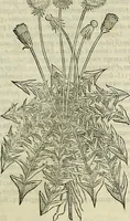 Picture 256 of 711 from Petri Andreae Matthioli Senensis serenissimi Principis Ferdinandi Archiducis Austriae & c., Medici, Commentarii secundo aucti : in libros sex Pedacii Dioscoridis Anazarbei de medica materia. Adiectis quàm plurimis plantarum, & animalium imaginibus quae in priore editione non habentur, eodem authore : his accessit eiusdem apologia adversus Amathum Lusitanum cum censura in eiusdem enarrationes (1558), leaf 392