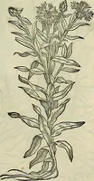 An illustration from Petri Andreae Matthioli Senensis serenissimi Principis Ferdinandi Archiducis Austriae & c., Medici, Commentarii secundo aucti : in libros sex Pedacii Dioscoridis Anazarbei de medica materia. Adiectis quàm plurimis plantarum, & animalium imaginibus quae in priore editione non habentur, eodem authore : his accessit eiusdem apologia adversus Amathum Lusitanum cum censura in eiusdem enarrationes (1558)