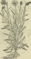 An illustration from Petri Andreae Matthioli Senensis serenissimi Principis Ferdinandi Archiducis Austriae & c., Medici, Commentarii secundo aucti : in libros sex Pedacii Dioscoridis Anazarbei de medica materia. Adiectis quàm plurimis plantarum, & animalium imaginibus quae in priore editione non habentur, eodem authore : his accessit eiusdem apologia adversus Amathum Lusitanum cum censura in eiusdem enarrationes (1558)