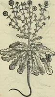 An illustration from Petri Andreae Matthioli Senensis serenissimi Principis Ferdinandi Archiducis Austriae & c., Medici, Commentarii secundo aucti : in libros sex Pedacii Dioscoridis Anazarbei de medica materia. Adiectis quàm plurimis plantarum, & animalium imaginibus quae in priore editione non habentur, eodem authore : his accessit eiusdem apologia adversus Amathum Lusitanum cum censura in eiusdem enarrationes (1558)