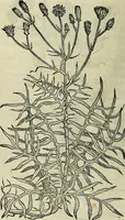 An illustration from Petri Andreae Matthioli Senensis serenissimi Principis Ferdinandi Archiducis Austriae & c., Medici, Commentarii secundo aucti : in libros sex Pedacii Dioscoridis Anazarbei de medica materia. Adiectis quàm plurimis plantarum, & animalium imaginibus quae in priore editione non habentur, eodem authore : his accessit eiusdem apologia adversus Amathum Lusitanum cum censura in eiusdem enarrationes (1558)