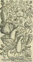Picture 261 of 711 from Petri Andreae Matthioli Senensis serenissimi Principis Ferdinandi Archiducis Austriae & c., Medici, Commentarii secundo aucti : in libros sex Pedacii Dioscoridis Anazarbei de medica materia. Adiectis quàm plurimis plantarum, & animalium imaginibus quae in priore editione non habentur, eodem authore : his accessit eiusdem apologia adversus Amathum Lusitanum cum censura in eiusdem enarrationes (1558), leaf 394