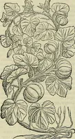 Picture 262 of 711 from Petri Andreae Matthioli Senensis serenissimi Principis Ferdinandi Archiducis Austriae & c., Medici, Commentarii secundo aucti : in libros sex Pedacii Dioscoridis Anazarbei de medica materia. Adiectis quàm plurimis plantarum, & animalium imaginibus quae in priore editione non habentur, eodem authore : his accessit eiusdem apologia adversus Amathum Lusitanum cum censura in eiusdem enarrationes (1558), leaf 395