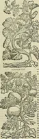 An illustration from Petri Andreae Matthioli Senensis serenissimi Principis Ferdinandi Archiducis Austriae & c., Medici, Commentarii secundo aucti : in libros sex Pedacii Dioscoridis Anazarbei de medica materia. Adiectis quàm plurimis plantarum, & animalium imaginibus quae in priore editione non habentur, eodem authore : his accessit eiusdem apologia adversus Amathum Lusitanum cum censura in eiusdem enarrationes (1558)