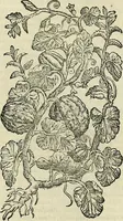 An illustration from Petri Andreae Matthioli Senensis serenissimi Principis Ferdinandi Archiducis Austriae & c., Medici, Commentarii secundo aucti : in libros sex Pedacii Dioscoridis Anazarbei de medica materia. Adiectis quàm plurimis plantarum, & animalium imaginibus quae in priore editione non habentur, eodem authore : his accessit eiusdem apologia adversus Amathum Lusitanum cum censura in eiusdem enarrationes (1558)