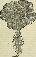 Picture 265 of 711 from Petri Andreae Matthioli Senensis serenissimi Principis Ferdinandi Archiducis Austriae & c., Medici, Commentarii secundo aucti : in libros sex Pedacii Dioscoridis Anazarbei de medica materia. Adiectis quàm plurimis plantarum, & animalium imaginibus quae in priore editione non habentur, eodem authore : his accessit eiusdem apologia adversus Amathum Lusitanum cum censura in eiusdem enarrationes (1558), leaf 398