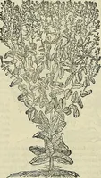 Picture 266 of 711 from Petri Andreae Matthioli Senensis serenissimi Principis Ferdinandi Archiducis Austriae & c., Medici, Commentarii secundo aucti : in libros sex Pedacii Dioscoridis Anazarbei de medica materia. Adiectis quàm plurimis plantarum, & animalium imaginibus quae in priore editione non habentur, eodem authore : his accessit eiusdem apologia adversus Amathum Lusitanum cum censura in eiusdem enarrationes (1558), leaf 398