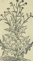 An illustration from Petri Andreae Matthioli Senensis serenissimi Principis Ferdinandi Archiducis Austriae & c., Medici, Commentarii secundo aucti : in libros sex Pedacii Dioscoridis Anazarbei de medica materia. Adiectis quàm plurimis plantarum, & animalium imaginibus quae in priore editione non habentur, eodem authore : his accessit eiusdem apologia adversus Amathum Lusitanum cum censura in eiusdem enarrationes (1558)