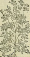 An illustration from Petri Andreae Matthioli Senensis serenissimi Principis Ferdinandi Archiducis Austriae & c., Medici, Commentarii secundo aucti : in libros sex Pedacii Dioscoridis Anazarbei de medica materia. Adiectis quàm plurimis plantarum, & animalium imaginibus quae in priore editione non habentur, eodem authore : his accessit eiusdem apologia adversus Amathum Lusitanum cum censura in eiusdem enarrationes (1558)