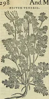 An illustration from Petri Andreae Matthioli Senensis serenissimi Principis Ferdinandi Archiducis Austriae & c., Medici, Commentarii secundo aucti : in libros sex Pedacii Dioscoridis Anazarbei de medica materia. Adiectis quàm plurimis plantarum, & animalium imaginibus quae in priore editione non habentur, eodem authore : his accessit eiusdem apologia adversus Amathum Lusitanum cum censura in eiusdem enarrationes (1558)