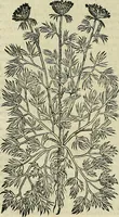 An illustration from Petri Andreae Matthioli Senensis serenissimi Principis Ferdinandi Archiducis Austriae & c., Medici, Commentarii secundo aucti : in libros sex Pedacii Dioscoridis Anazarbei de medica materia. Adiectis quàm plurimis plantarum, & animalium imaginibus quae in priore editione non habentur, eodem authore : his accessit eiusdem apologia adversus Amathum Lusitanum cum censura in eiusdem enarrationes (1558)