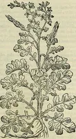 An illustration from Petri Andreae Matthioli Senensis serenissimi Principis Ferdinandi Archiducis Austriae & c., Medici, Commentarii secundo aucti : in libros sex Pedacii Dioscoridis Anazarbei de medica materia. Adiectis quàm plurimis plantarum, & animalium imaginibus quae in priore editione non habentur, eodem authore : his accessit eiusdem apologia adversus Amathum Lusitanum cum censura in eiusdem enarrationes (1558)