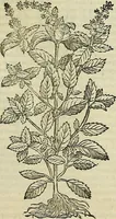 Picture 272 of 711 from Petri Andreae Matthioli Senensis serenissimi Principis Ferdinandi Archiducis Austriae & c., Medici, Commentarii secundo aucti : in libros sex Pedacii Dioscoridis Anazarbei de medica materia. Adiectis quàm plurimis plantarum, & animalium imaginibus quae in priore editione non habentur, eodem authore : his accessit eiusdem apologia adversus Amathum Lusitanum cum censura in eiusdem enarrationes (1558), leaf 402