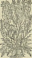 An illustration from Petri Andreae Matthioli Senensis serenissimi Principis Ferdinandi Archiducis Austriae & c., Medici, Commentarii secundo aucti : in libros sex Pedacii Dioscoridis Anazarbei de medica materia. Adiectis quàm plurimis plantarum, & animalium imaginibus quae in priore editione non habentur, eodem authore : his accessit eiusdem apologia adversus Amathum Lusitanum cum censura in eiusdem enarrationes (1558)