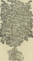 Picture 274 of 711 from Petri Andreae Matthioli Senensis serenissimi Principis Ferdinandi Archiducis Austriae & c., Medici, Commentarii secundo aucti : in libros sex Pedacii Dioscoridis Anazarbei de medica materia. Adiectis quàm plurimis plantarum, & animalium imaginibus quae in priore editione non habentur, eodem authore : his accessit eiusdem apologia adversus Amathum Lusitanum cum censura in eiusdem enarrationes (1558), leaf 402