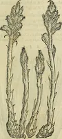 An illustration from Petri Andreae Matthioli Senensis serenissimi Principis Ferdinandi Archiducis Austriae & c., Medici, Commentarii secundo aucti : in libros sex Pedacii Dioscoridis Anazarbei de medica materia. Adiectis quàm plurimis plantarum, & animalium imaginibus quae in priore editione non habentur, eodem authore : his accessit eiusdem apologia adversus Amathum Lusitanum cum censura in eiusdem enarrationes (1558)