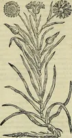 An illustration from Petri Andreae Matthioli Senensis serenissimi Principis Ferdinandi Archiducis Austriae & c., Medici, Commentarii secundo aucti : in libros sex Pedacii Dioscoridis Anazarbei de medica materia. Adiectis quàm plurimis plantarum, & animalium imaginibus quae in priore editione non habentur, eodem authore : his accessit eiusdem apologia adversus Amathum Lusitanum cum censura in eiusdem enarrationes (1558)