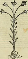 An illustration from Petri Andreae Matthioli Senensis serenissimi Principis Ferdinandi Archiducis Austriae & c., Medici, Commentarii secundo aucti : in libros sex Pedacii Dioscoridis Anazarbei de medica materia. Adiectis quàm plurimis plantarum, & animalium imaginibus quae in priore editione non habentur, eodem authore : his accessit eiusdem apologia adversus Amathum Lusitanum cum censura in eiusdem enarrationes (1558)