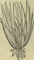 An illustration from Petri Andreae Matthioli Senensis serenissimi Principis Ferdinandi Archiducis Austriae & c., Medici, Commentarii secundo aucti : in libros sex Pedacii Dioscoridis Anazarbei de medica materia. Adiectis quàm plurimis plantarum, & animalium imaginibus quae in priore editione non habentur, eodem authore : his accessit eiusdem apologia adversus Amathum Lusitanum cum censura in eiusdem enarrationes (1558)