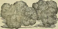 An illustration from Petri Andreae Matthioli Senensis serenissimi Principis Ferdinandi Archiducis Austriae & c., Medici, Commentarii secundo aucti : in libros sex Pedacii Dioscoridis Anazarbei de medica materia. Adiectis quàm plurimis plantarum, & animalium imaginibus quae in priore editione non habentur, eodem authore : his accessit eiusdem apologia adversus Amathum Lusitanum cum censura in eiusdem enarrationes (1558)