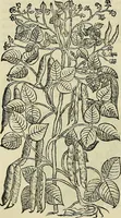 An illustration from Petri Andreae Matthioli Senensis serenissimi Principis Ferdinandi Archiducis Austriae & c., Medici, Commentarii secundo aucti : in libros sex Pedacii Dioscoridis Anazarbei de medica materia. Adiectis quàm plurimis plantarum, & animalium imaginibus quae in priore editione non habentur, eodem authore : his accessit eiusdem apologia adversus Amathum Lusitanum cum censura in eiusdem enarrationes (1558)
