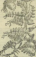 An illustration from Petri Andreae Matthioli Senensis serenissimi Principis Ferdinandi Archiducis Austriae & c., Medici, Commentarii secundo aucti : in libros sex Pedacii Dioscoridis Anazarbei de medica materia. Adiectis quàm plurimis plantarum, & animalium imaginibus quae in priore editione non habentur, eodem authore : his accessit eiusdem apologia adversus Amathum Lusitanum cum censura in eiusdem enarrationes (1558)