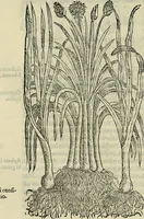An illustration from Petri Andreae Matthioli Senensis serenissimi Principis Ferdinandi Archiducis Austriae & c., Medici, Commentarii secundo aucti : in libros sex Pedacii Dioscoridis Anazarbei de medica materia. Adiectis quàm plurimis plantarum, & animalium imaginibus quae in priore editione non habentur, eodem authore : his accessit eiusdem apologia adversus Amathum Lusitanum cum censura in eiusdem enarrationes (1558)