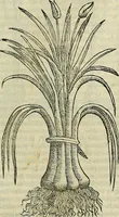 An illustration from Petri Andreae Matthioli Senensis serenissimi Principis Ferdinandi Archiducis Austriae & c., Medici, Commentarii secundo aucti : in libros sex Pedacii Dioscoridis Anazarbei de medica materia. Adiectis quàm plurimis plantarum, & animalium imaginibus quae in priore editione non habentur, eodem authore : his accessit eiusdem apologia adversus Amathum Lusitanum cum censura in eiusdem enarrationes (1558)
