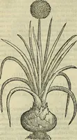 An illustration from Petri Andreae Matthioli Senensis serenissimi Principis Ferdinandi Archiducis Austriae & c., Medici, Commentarii secundo aucti : in libros sex Pedacii Dioscoridis Anazarbei de medica materia. Adiectis quàm plurimis plantarum, & animalium imaginibus quae in priore editione non habentur, eodem authore : his accessit eiusdem apologia adversus Amathum Lusitanum cum censura in eiusdem enarrationes (1558)