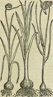 An illustration from Petri Andreae Matthioli Senensis serenissimi Principis Ferdinandi Archiducis Austriae & c., Medici, Commentarii secundo aucti : in libros sex Pedacii Dioscoridis Anazarbei de medica materia. Adiectis quàm plurimis plantarum, & animalium imaginibus quae in priore editione non habentur, eodem authore : his accessit eiusdem apologia adversus Amathum Lusitanum cum censura in eiusdem enarrationes (1558)