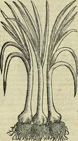 Picture 287 of 711 from Petri Andreae Matthioli Senensis serenissimi Principis Ferdinandi Archiducis Austriae & c., Medici, Commentarii secundo aucti : in libros sex Pedacii Dioscoridis Anazarbei de medica materia. Adiectis quàm plurimis plantarum, & animalium imaginibus quae in priore editione non habentur, eodem authore : his accessit eiusdem apologia adversus Amathum Lusitanum cum censura in eiusdem enarrationes (1558), leaf 413