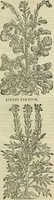 An illustration from Petri Andreae Matthioli Senensis serenissimi Principis Ferdinandi Archiducis Austriae & c., Medici, Commentarii secundo aucti : in libros sex Pedacii Dioscoridis Anazarbei de medica materia. Adiectis quàm plurimis plantarum, & animalium imaginibus quae in priore editione non habentur, eodem authore : his accessit eiusdem apologia adversus Amathum Lusitanum cum censura in eiusdem enarrationes (1558)