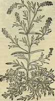 Picture 290 of 711 from Petri Andreae Matthioli Senensis serenissimi Principis Ferdinandi Archiducis Austriae & c., Medici, Commentarii secundo aucti : in libros sex Pedacii Dioscoridis Anazarbei de medica materia. Adiectis quàm plurimis plantarum, & animalium imaginibus quae in priore editione non habentur, eodem authore : his accessit eiusdem apologia adversus Amathum Lusitanum cum censura in eiusdem enarrationes (1558), leaf 414