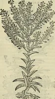 An illustration from Petri Andreae Matthioli Senensis serenissimi Principis Ferdinandi Archiducis Austriae & c., Medici, Commentarii secundo aucti : in libros sex Pedacii Dioscoridis Anazarbei de medica materia. Adiectis quàm plurimis plantarum, & animalium imaginibus quae in priore editione non habentur, eodem authore : his accessit eiusdem apologia adversus Amathum Lusitanum cum censura in eiusdem enarrationes (1558)