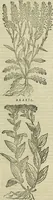 Picture 292 of 711 from Petri Andreae Matthioli Senensis serenissimi Principis Ferdinandi Archiducis Austriae & c., Medici, Commentarii secundo aucti : in libros sex Pedacii Dioscoridis Anazarbei de medica materia. Adiectis quàm plurimis plantarum, & animalium imaginibus quae in priore editione non habentur, eodem authore : his accessit eiusdem apologia adversus Amathum Lusitanum cum censura in eiusdem enarrationes (1558), leaf 416