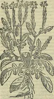 An illustration from Petri Andreae Matthioli Senensis serenissimi Principis Ferdinandi Archiducis Austriae & c., Medici, Commentarii secundo aucti : in libros sex Pedacii Dioscoridis Anazarbei de medica materia. Adiectis quàm plurimis plantarum, & animalium imaginibus quae in priore editione non habentur, eodem authore : his accessit eiusdem apologia adversus Amathum Lusitanum cum censura in eiusdem enarrationes (1558)